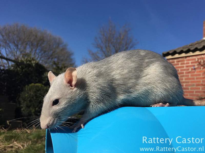 Fancy rat Deceased Rattus norvegicus 