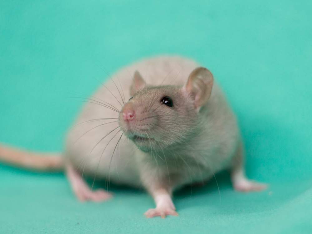 Fancy rat Breeder Rattus norvegicus 