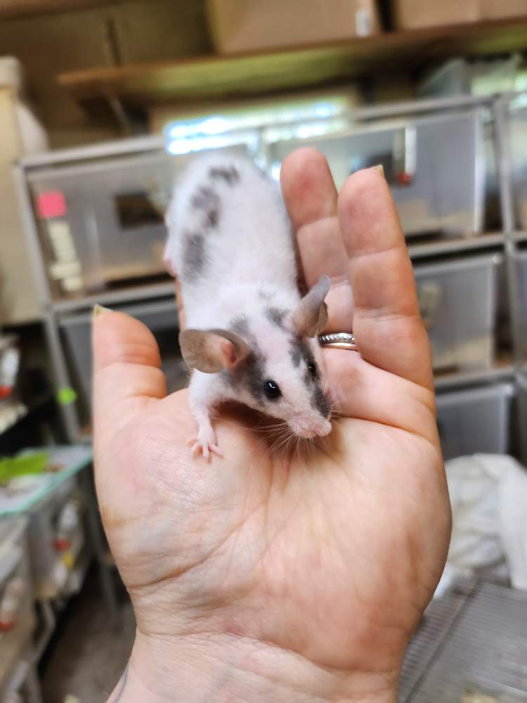 Fancy mouse Breeder Mus musculus 