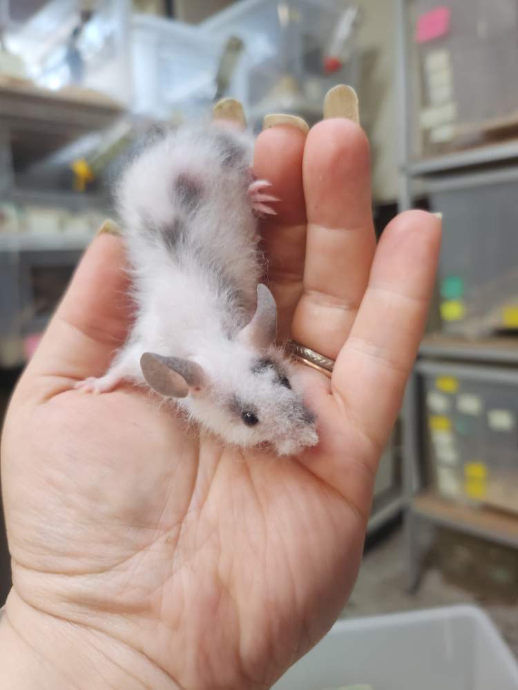 Fancy mouse Breeder Mus musculus 