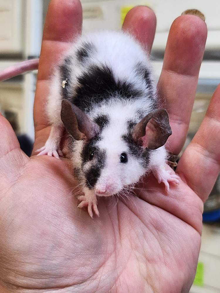 Fancy mouse Pet only Mus musculus 