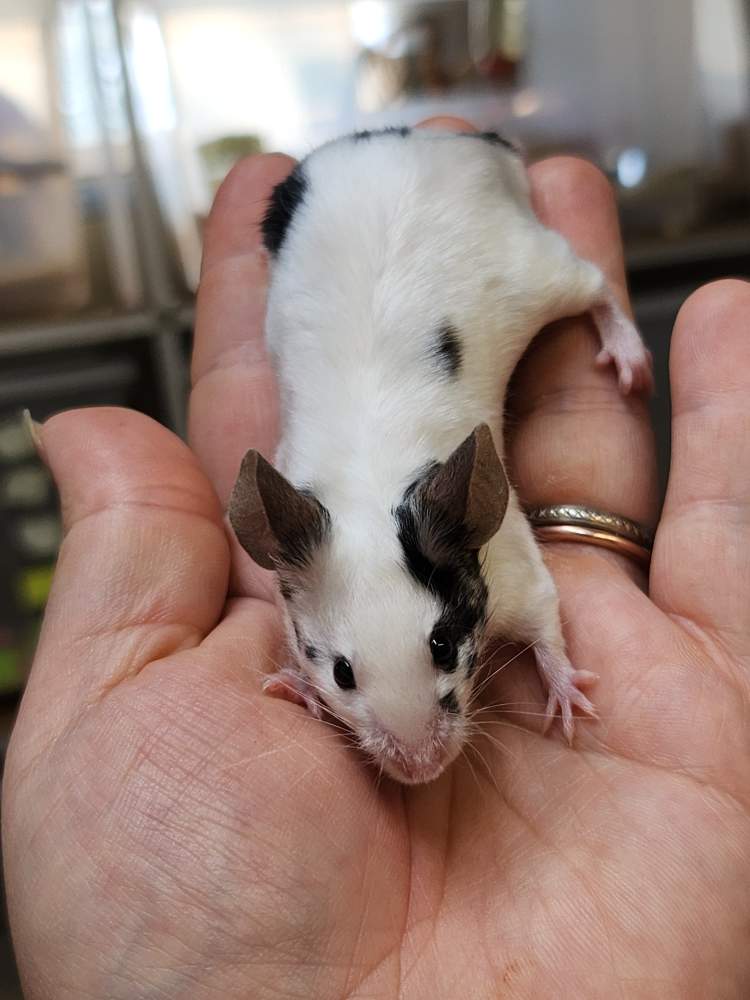 Fancy mouse Breeder Mus musculus 