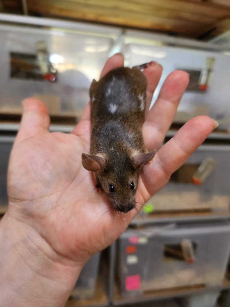 Fancy mouse Breeder Mus musculus 