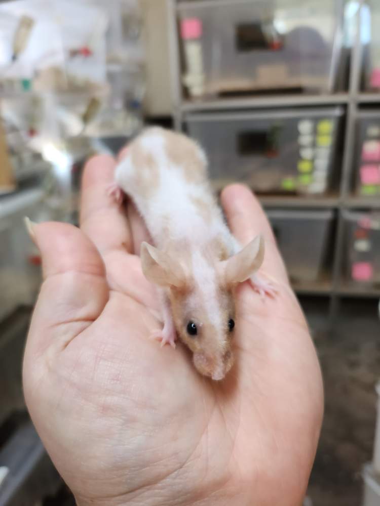 Fancy mouse Breeder Mus musculus 