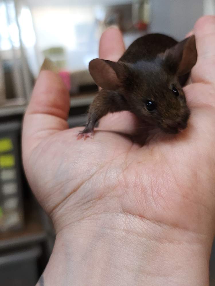 Fancy mouse Breeder Mus musculus 