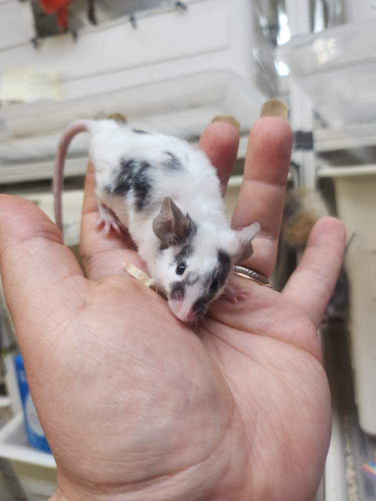 Fancy mouse Breeder Mus musculus 