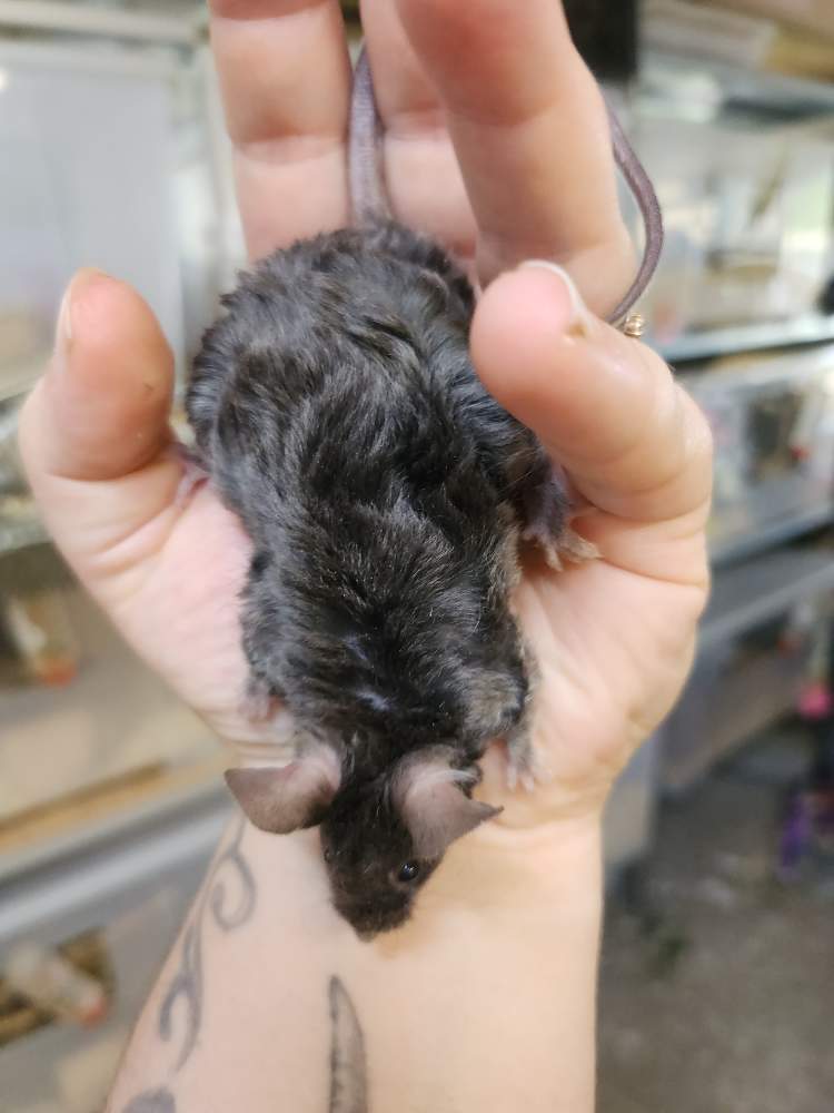 Fancy rat Breeder Rattus norvegicus 