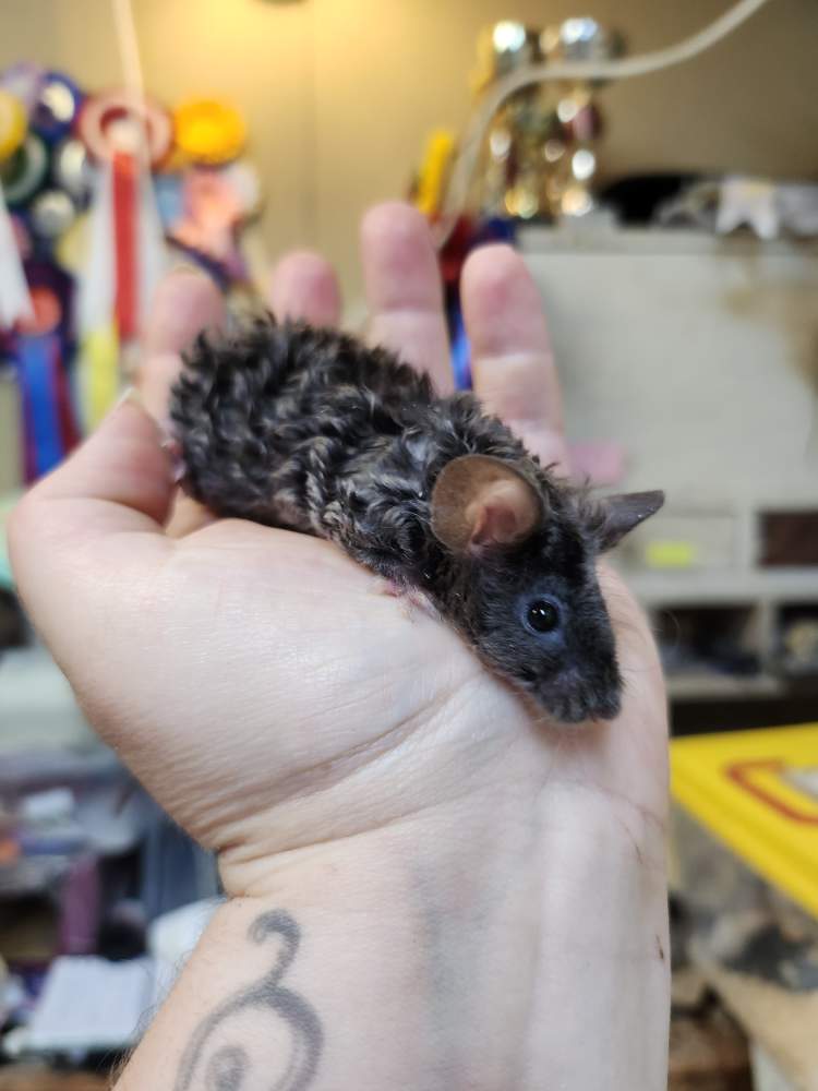 Fancy rat Breeder Rattus norvegicus 