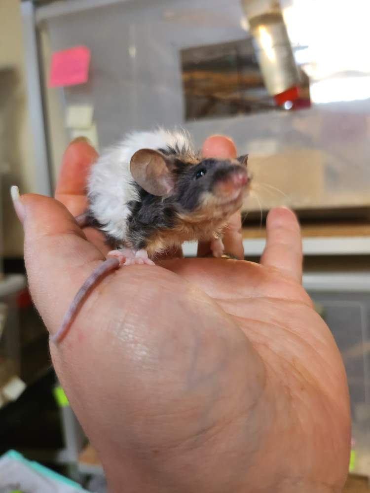 Fancy rat Breeder Rattus norvegicus 