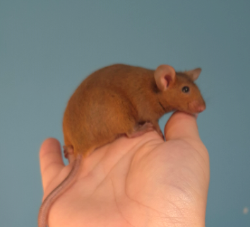 Fancy mouse Breeder Mus musculus 