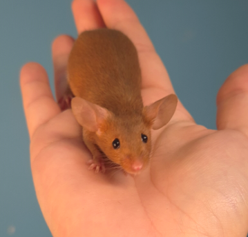 Fancy mouse Pet only Mus musculus 