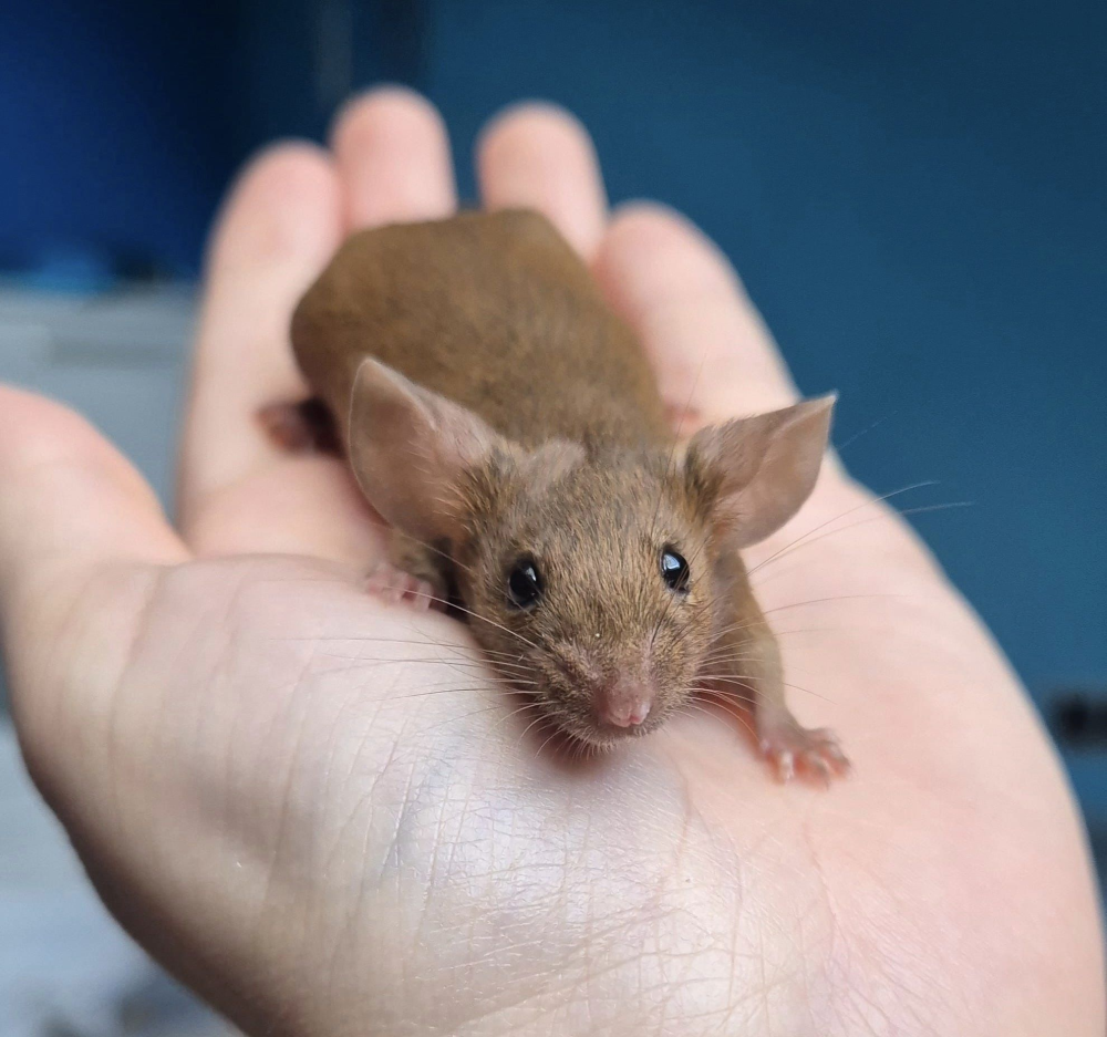 Fancy mouse Pet only Mus musculus 