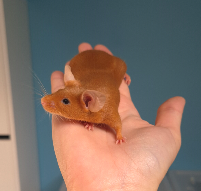 Fancy mouse Pet only Mus musculus 