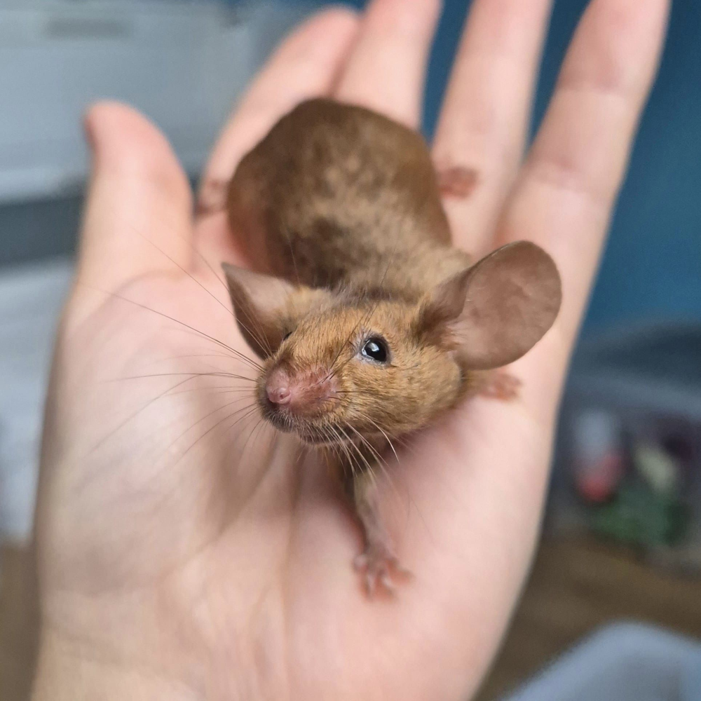 Fancy mouse Pet only Mus musculus 