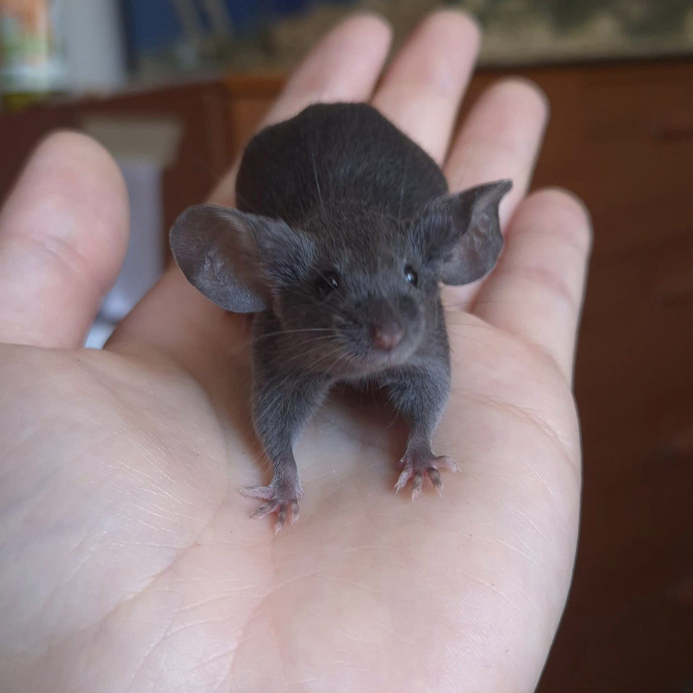 Fancy mouse Breeder Mus musculus 