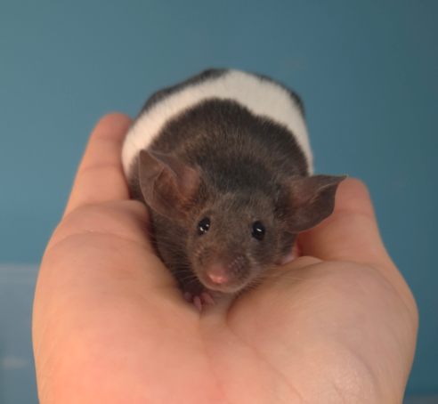 Fancy mouse Pet only Mus musculus 