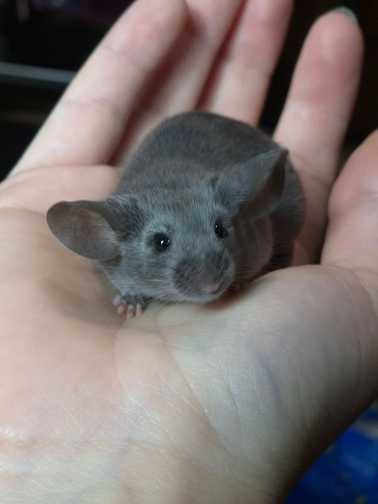 Fancy mouse Pet only Mus musculus 