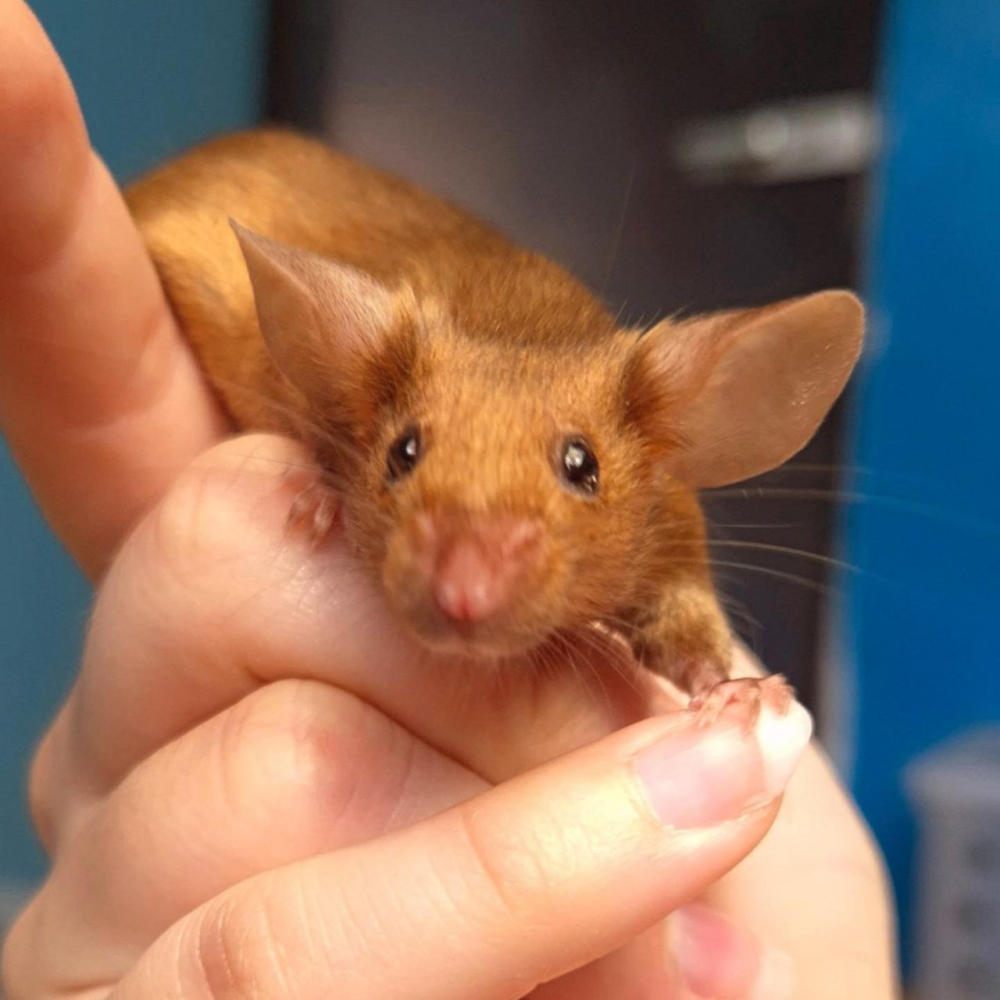 Fancy mouse Breeder Mus musculus 