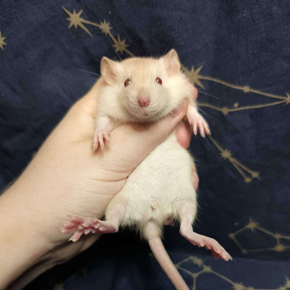 Fancy rat Breeder Rattus norvegicus 