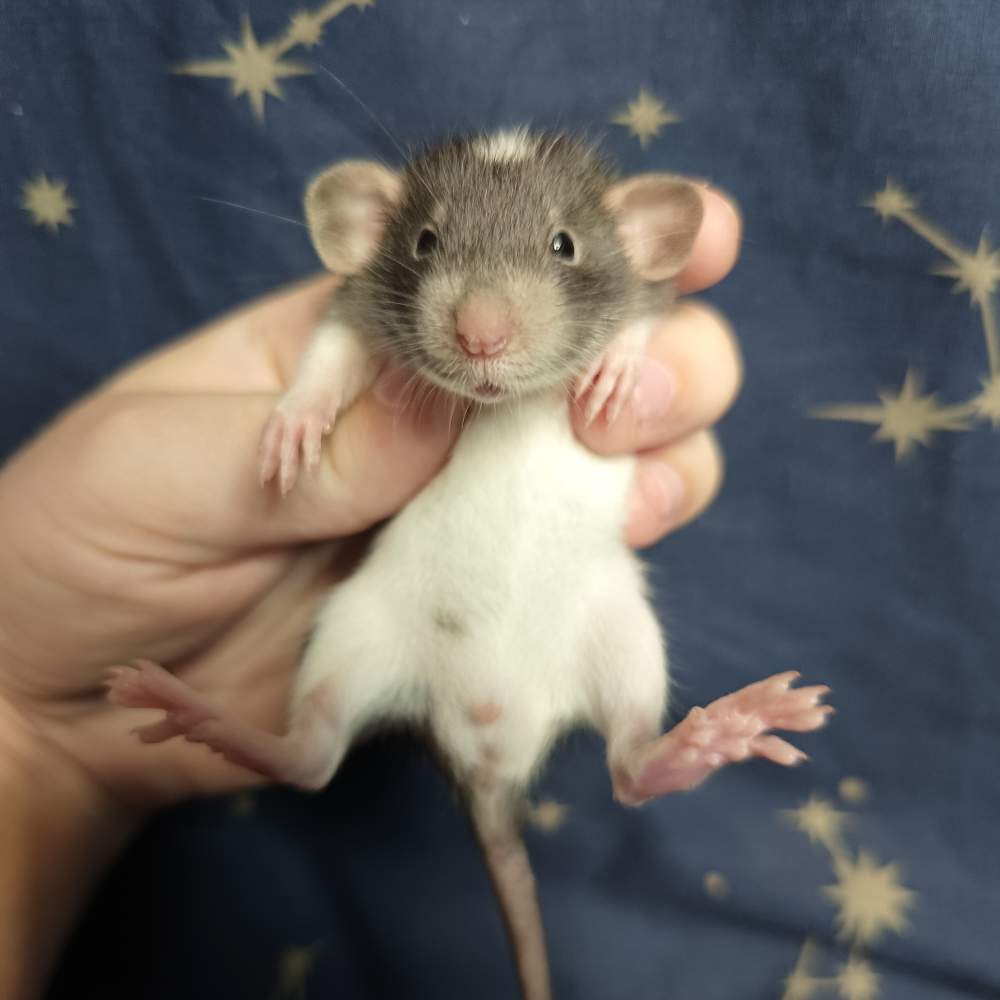 Fancy rat Breeder Rattus norvegicus 