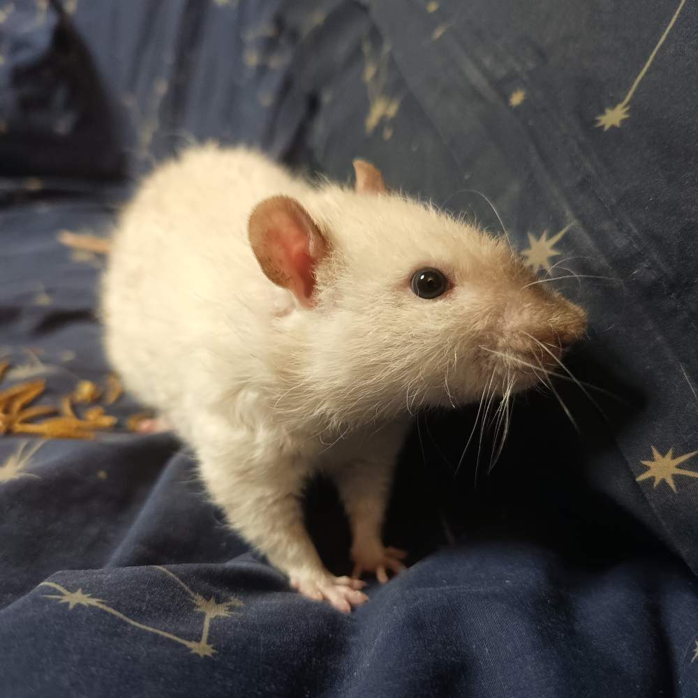 Fancy rat Breeder Rattus norvegicus Poland, Reda