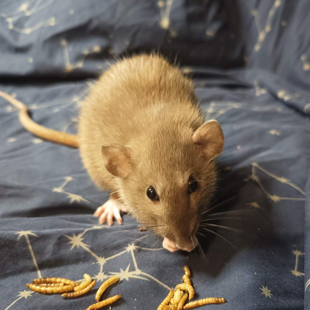 Fancy rat Retired Rattus norvegicus Poland, Reda