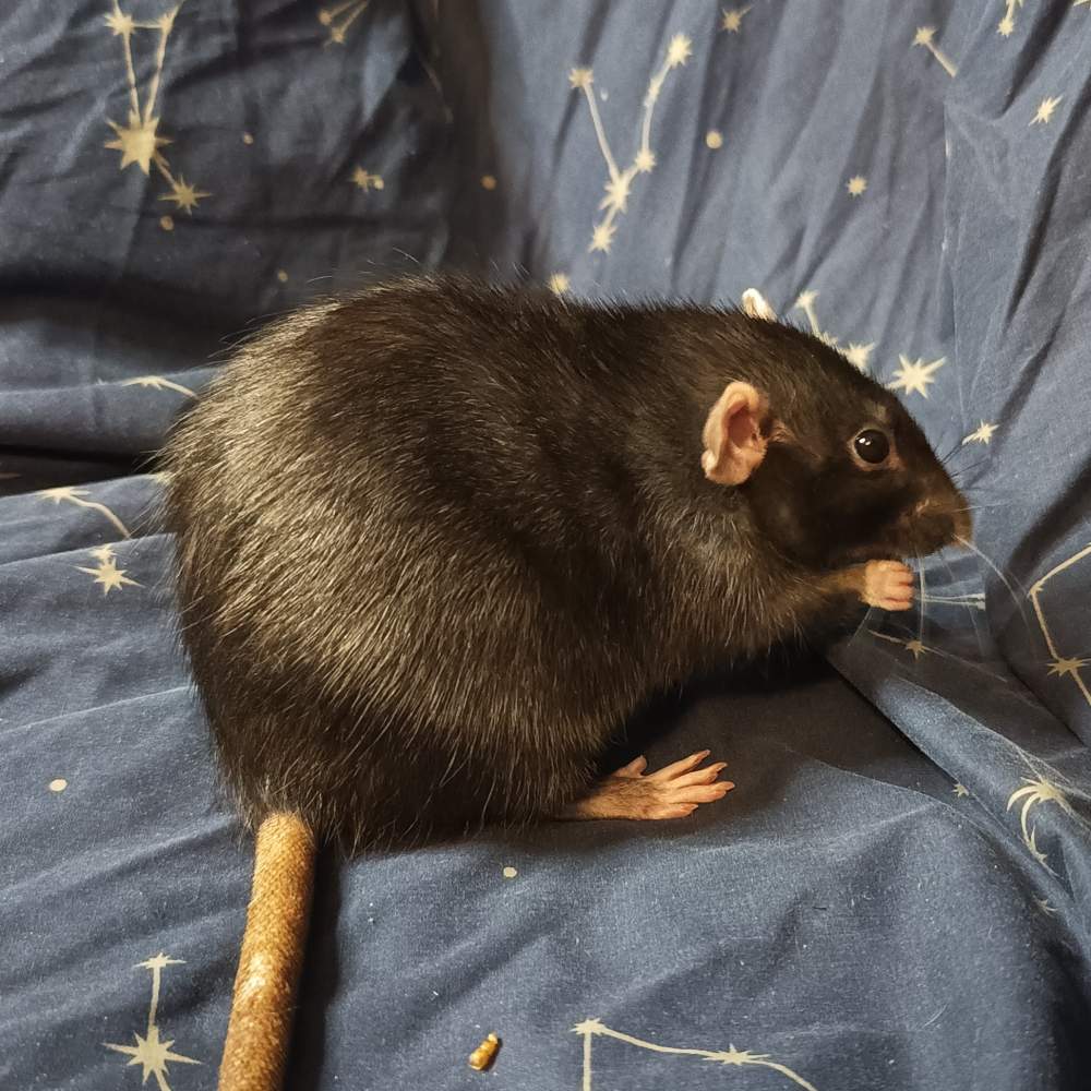 Fancy rat Breeder Rattus norvegicus Poland, Reda