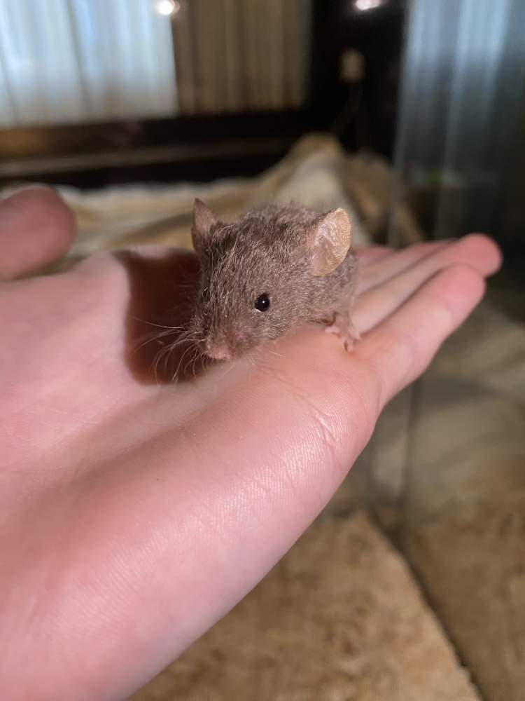 Fancy mouse Owned by other Mus musculus Netherlands