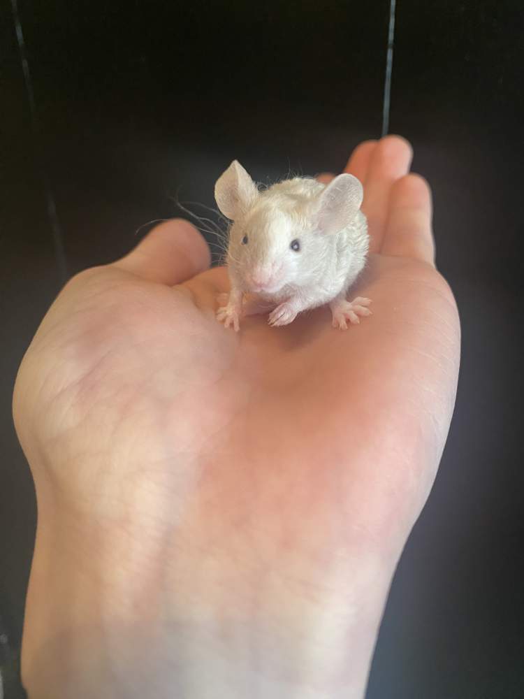 Fancy mouse Owned by other Mus musculus Netherlands