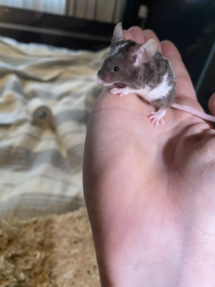 Fancy mouse Owned by other Mus musculus Netherlands