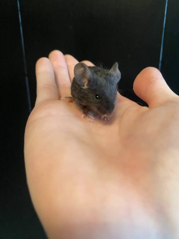 Fancy mouse Owned by other Mus musculus Netherlands