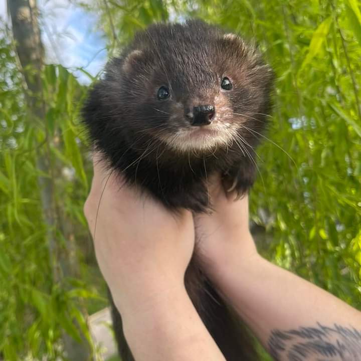 Ferret Breeder Mustela putorius Spain