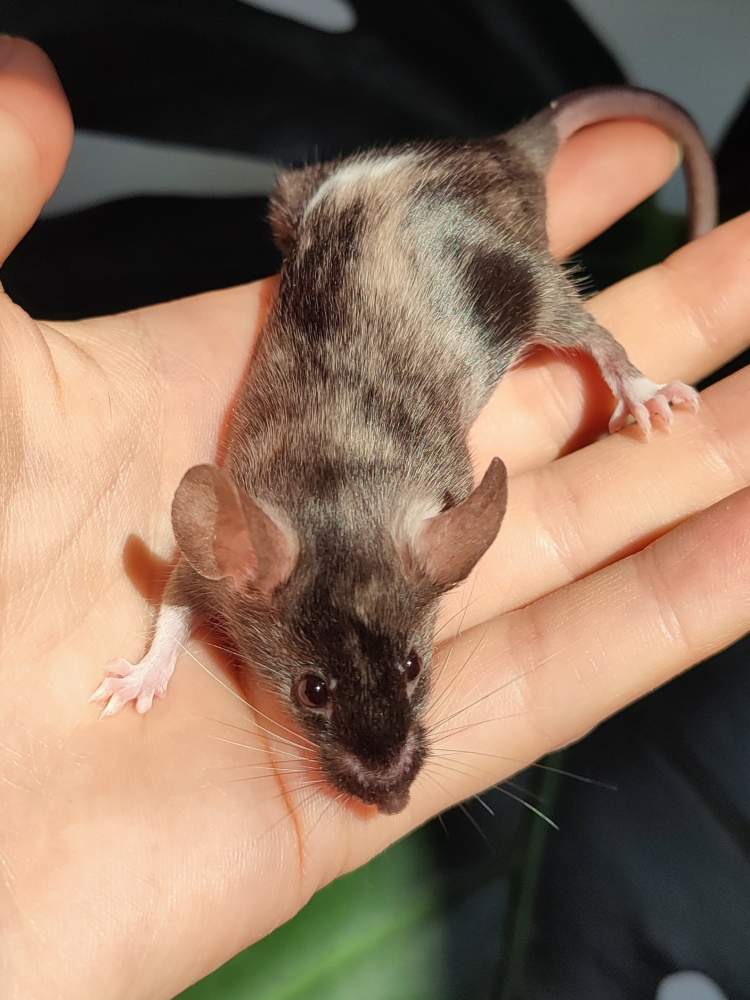 Fancy mouse Breeder Mus musculus 