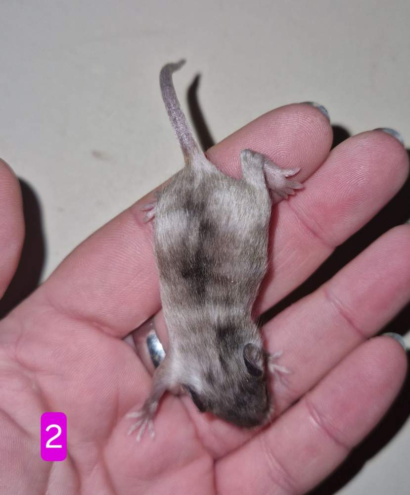 Fancy mouse Breeder Mus musculus 