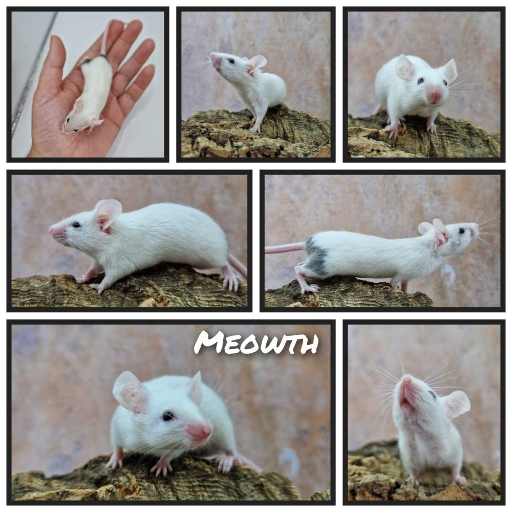 Fancy mouse Rehomed Mus musculus 