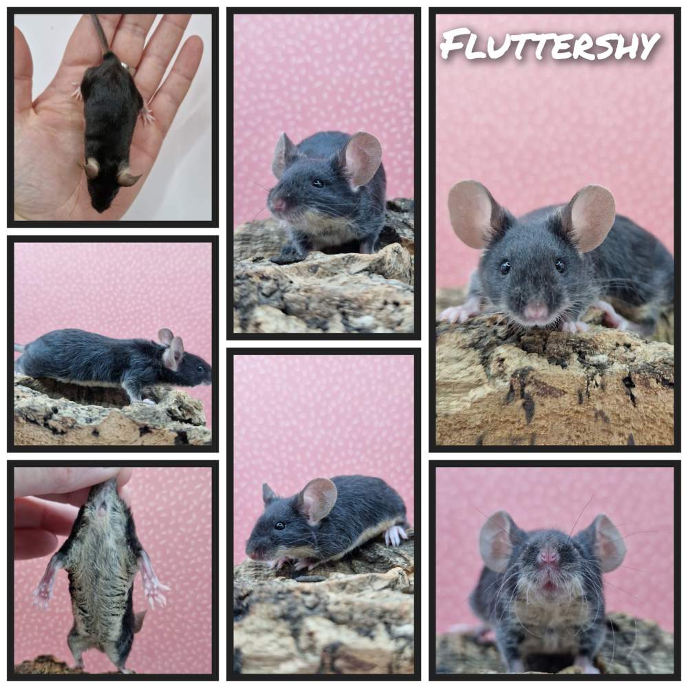 Fancy mouse Free Mus musculus 