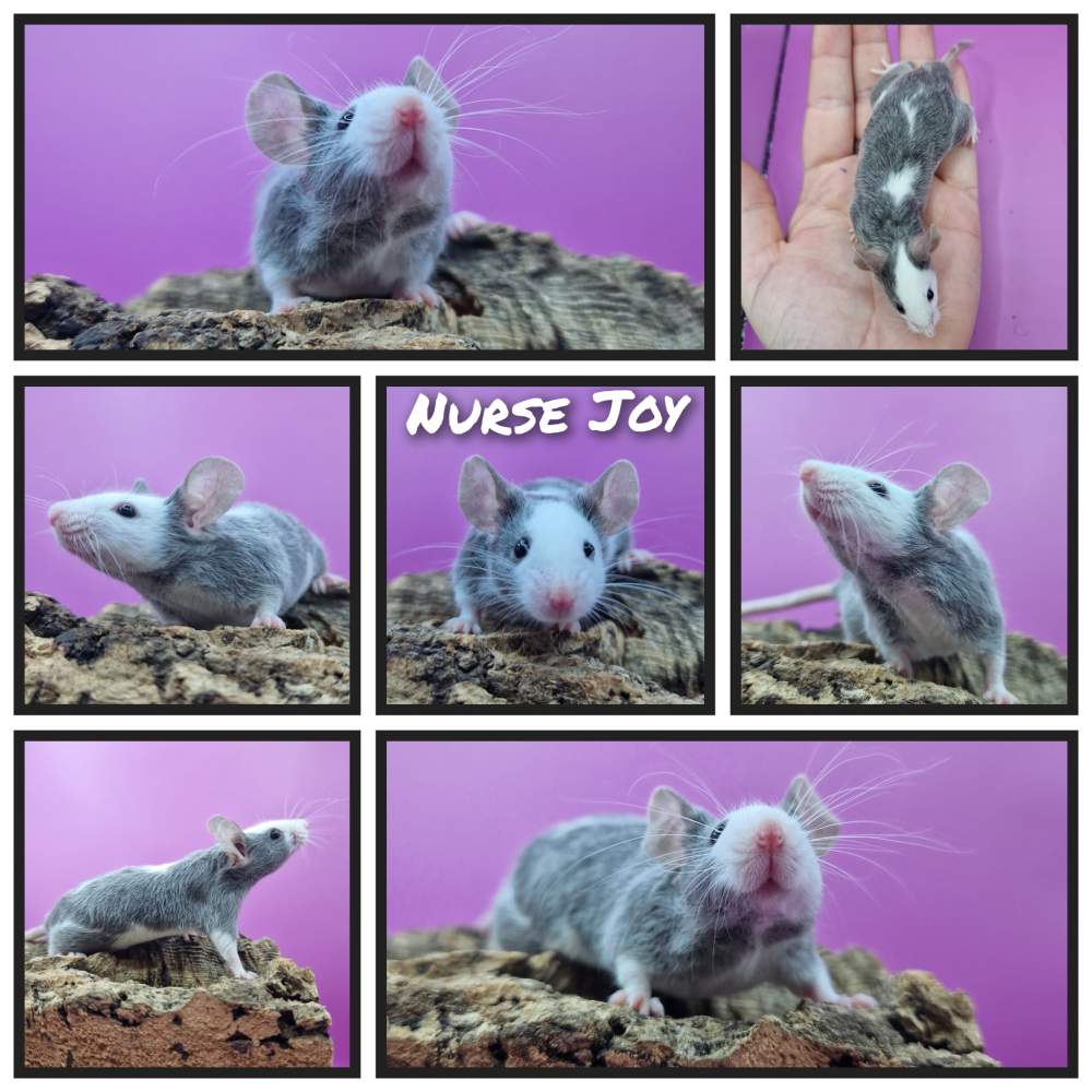 Fancy mouse Rehomed Mus musculus 