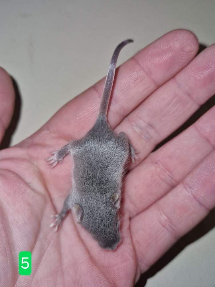 Fancy mouse Free Mus musculus 