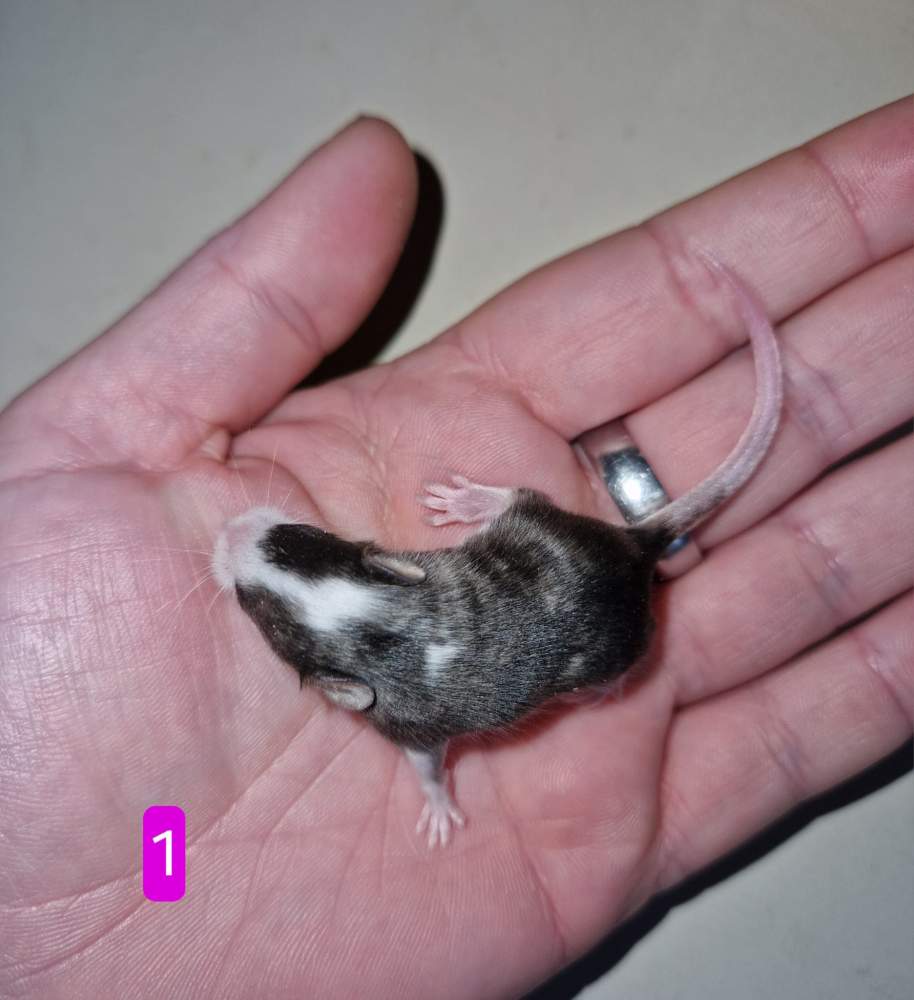 Fancy mouse Breeder Mus musculus 