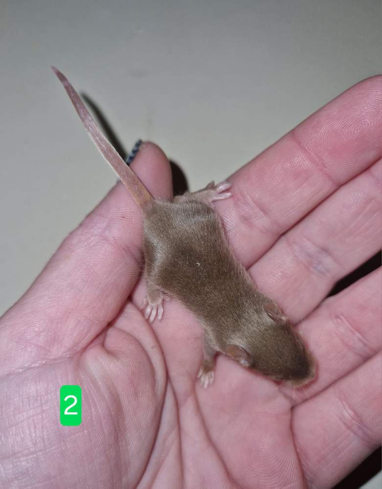 Fancy mouse Free Mus musculus 