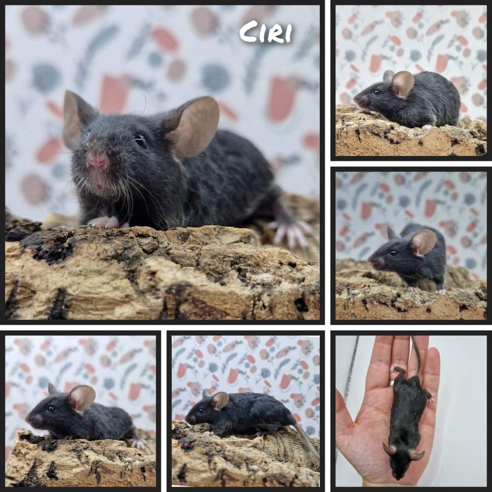 Fancy mouse Rehomed Mus musculus 