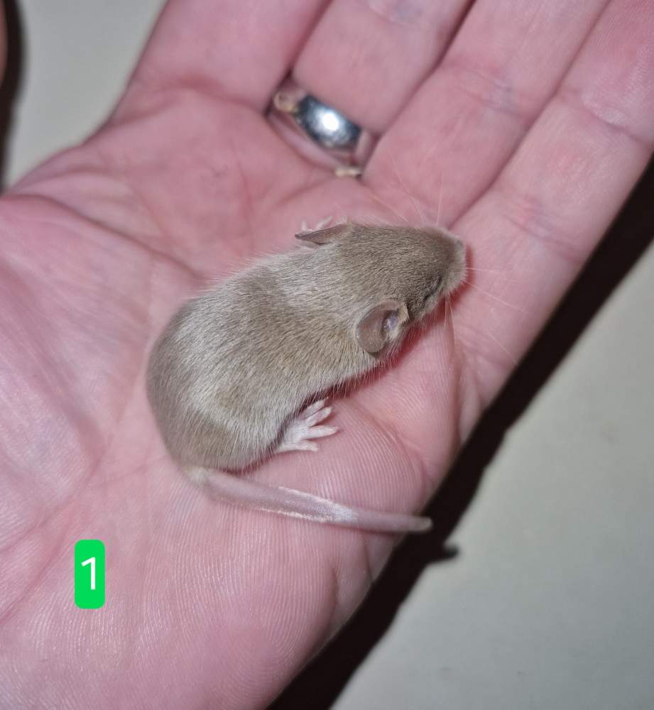 Fancy mouse Free Mus musculus 