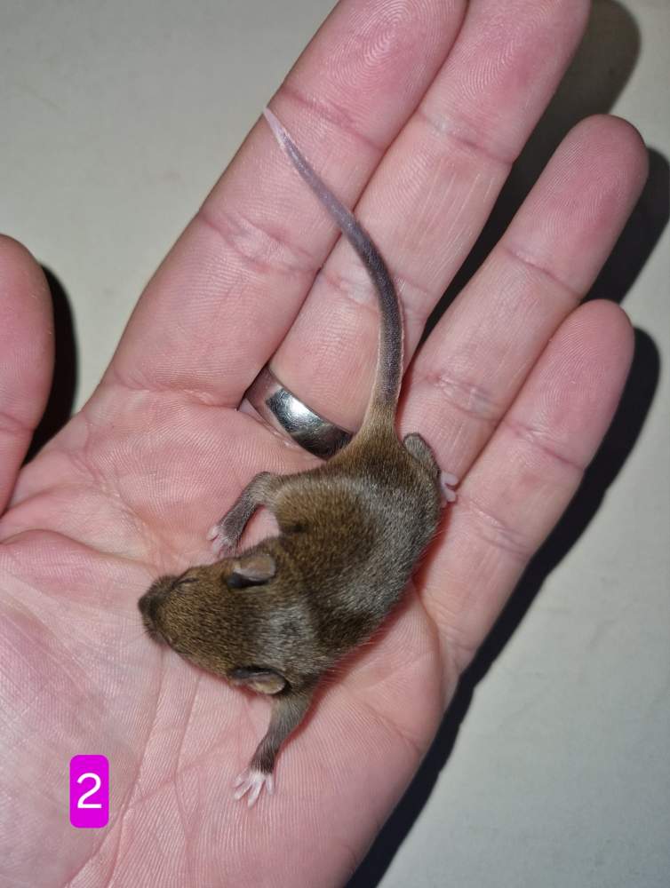 Fancy mouse Free Mus musculus 