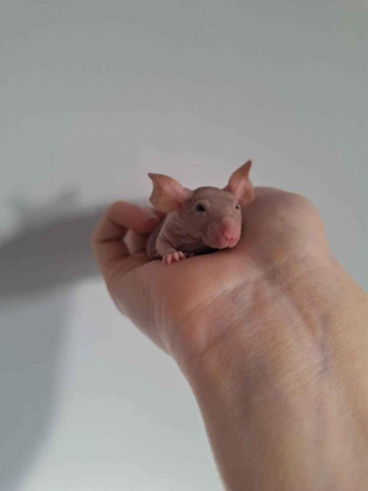 Fancy mouse Pet only Mus musculus 