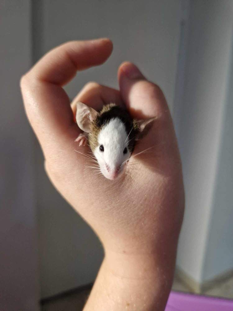 Fancy mouse Pet only Mus musculus 