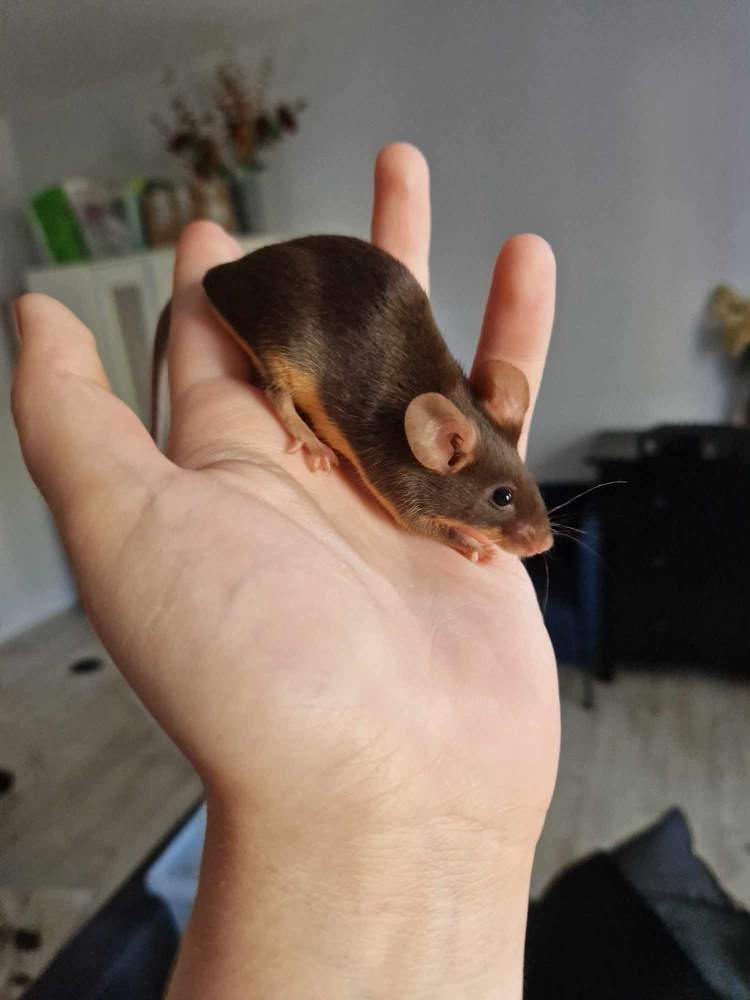 Fancy mouse Pet only Mus musculus 