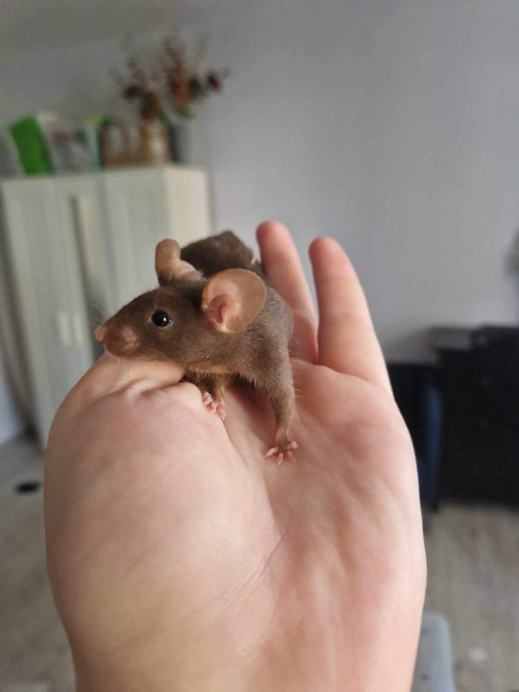 Fancy mouse Pet only Mus musculus 