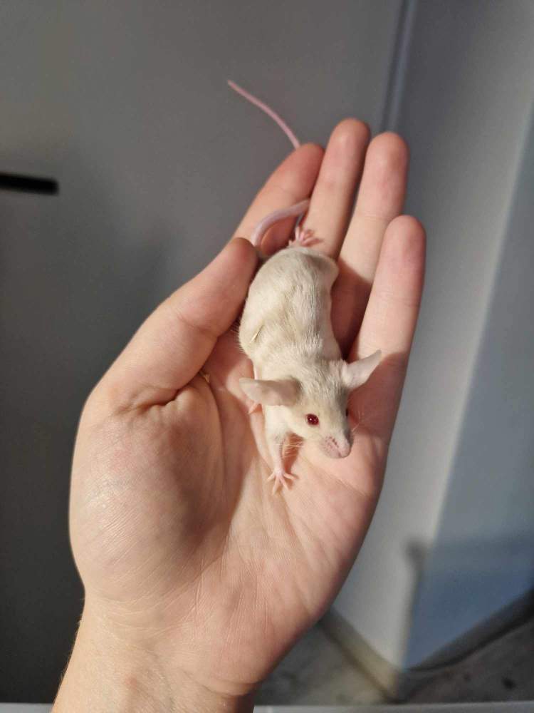 Fancy mouse Pet only Mus musculus 