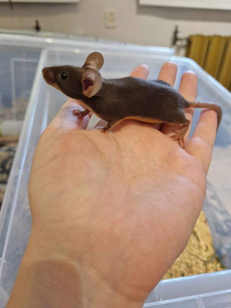 Fancy mouse Pet only Mus musculus 