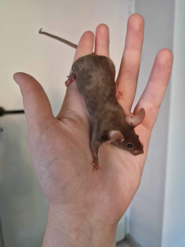 Fancy mouse Pet only Mus musculus 